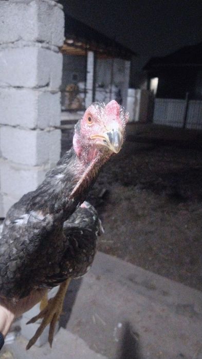 Жужа кораз сатылады