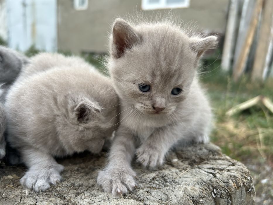 Британские котята