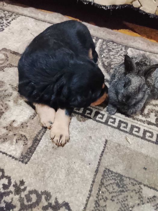 Продам щенков породистые