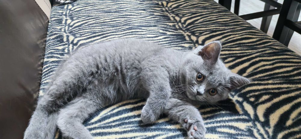 Британско късокосместо коте