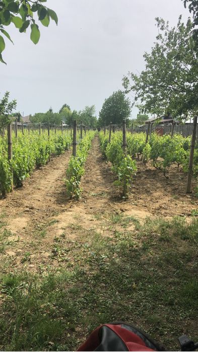 Teren cu vie nobila Riesling 1000 / 2000 mp