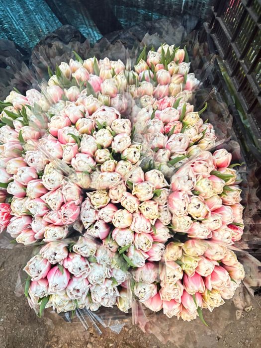 Люкс тюльпан.