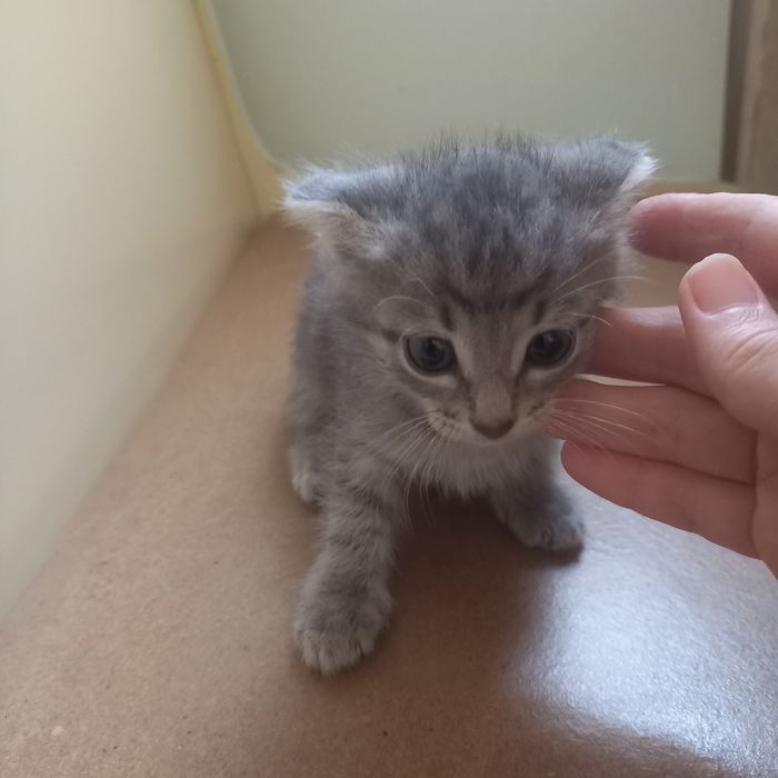 Вислоухий котёнок 1 месяц мальчик