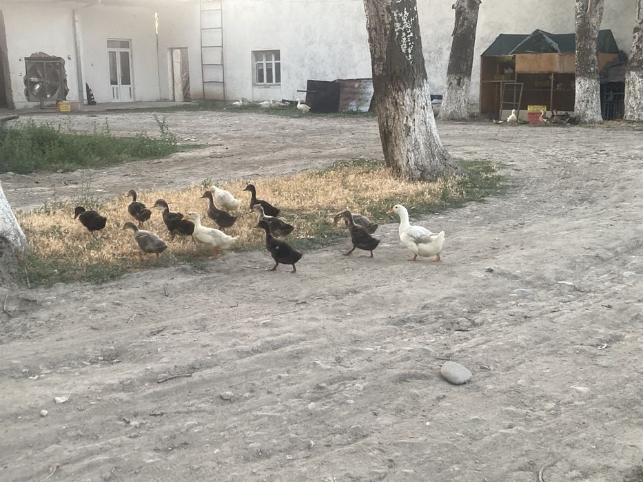 Urdak g’ozlar bor bolari bilan