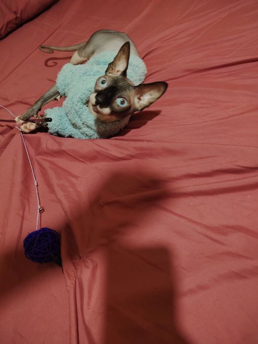 Канадский сфинкс приглашает на вязку