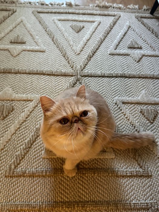 Кот Экзот ухоженный мальчик