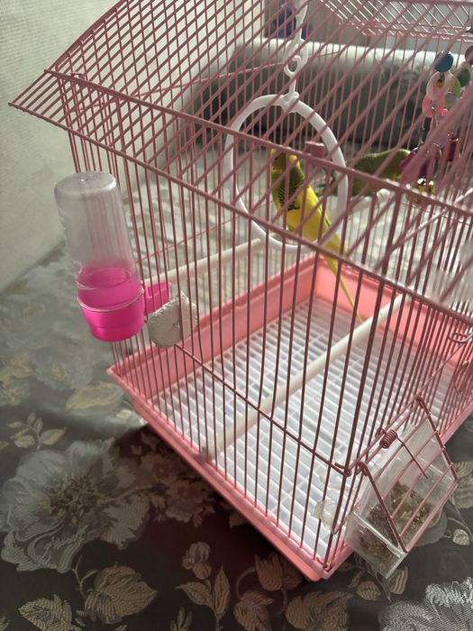 Продам волнистых попугаев