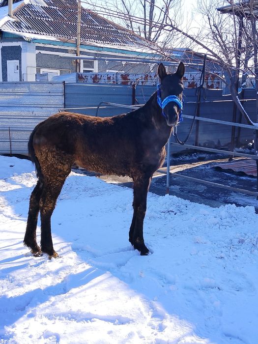 Продам жеребёнка