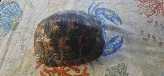 carapace veche de broască țestoasă