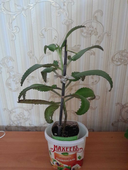 Каланхоэ лечебный продам