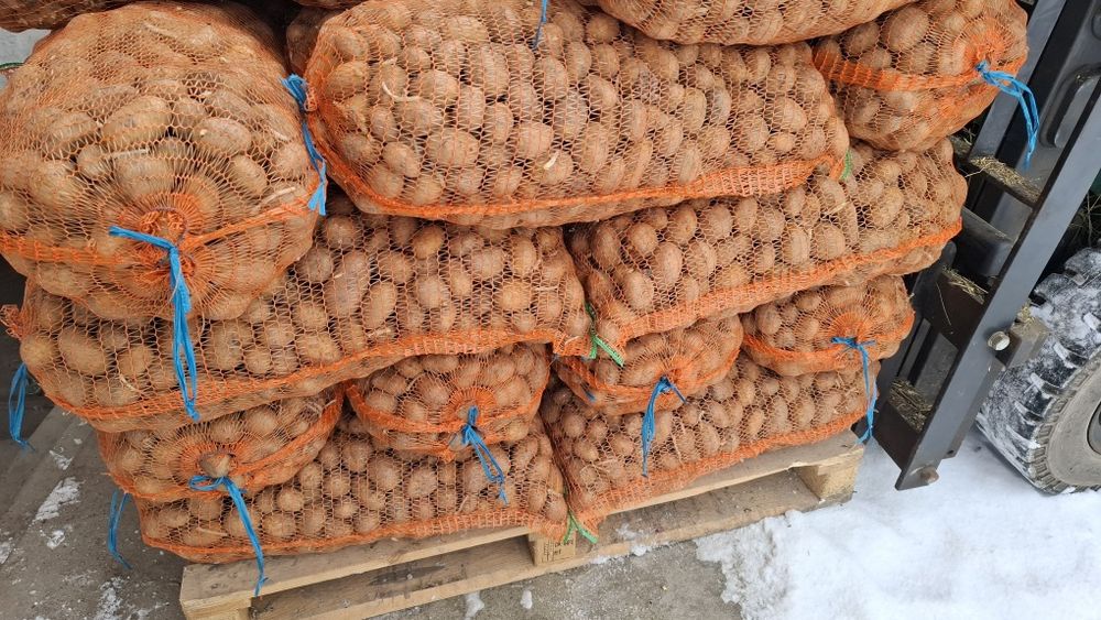 Cartofi de sămânță Arizona, Bellarosa, clasa B