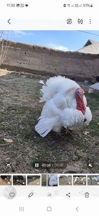 Ундык  парода  бык 6