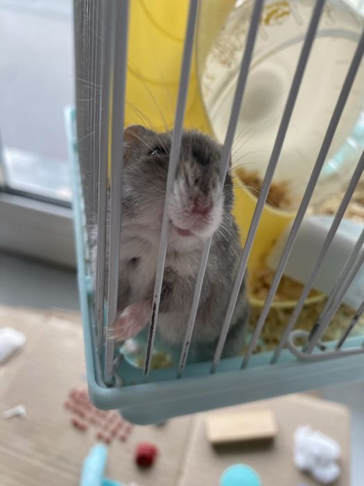 Продам хомяка джунгарика