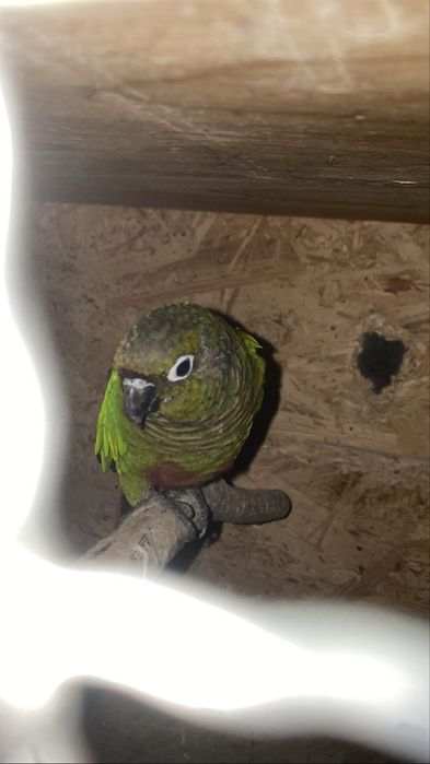 Vand o femela de pyrrurea molinaie