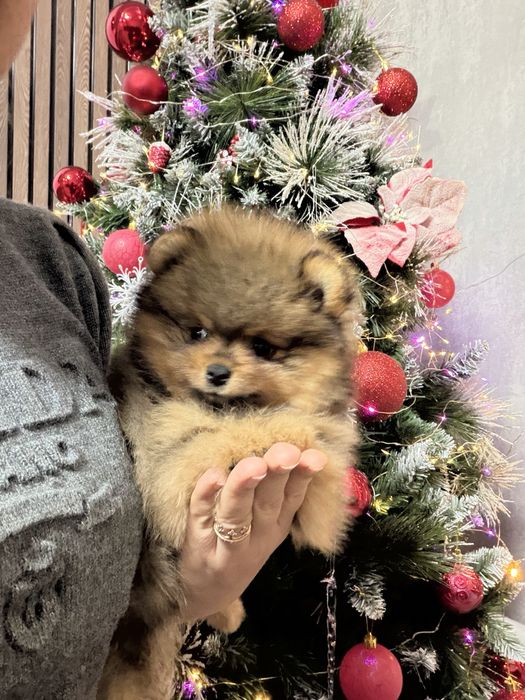 Померанский шпиц