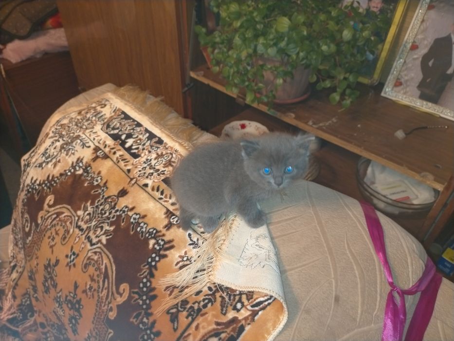 Отдам милых котят в добрые руки.