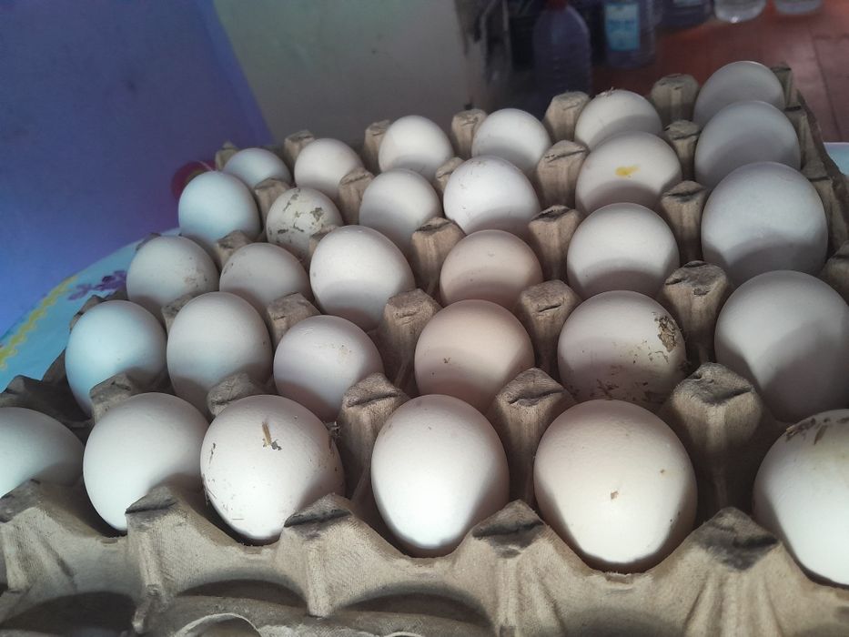 Австралорп черный