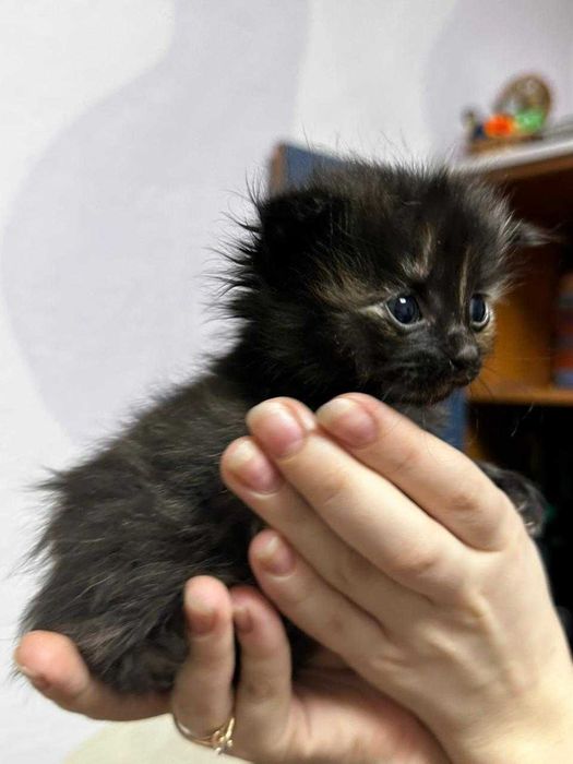 Срочно отдам котят