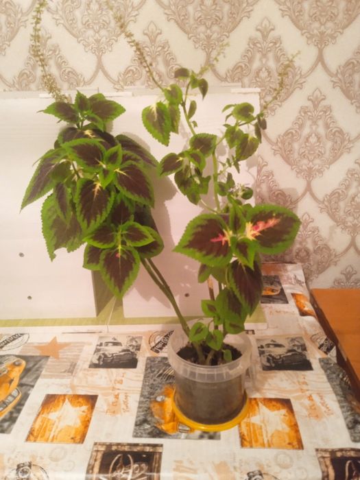 Комнатные растения цветы