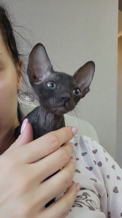 Чёрные Сфинксы.  Велюр.