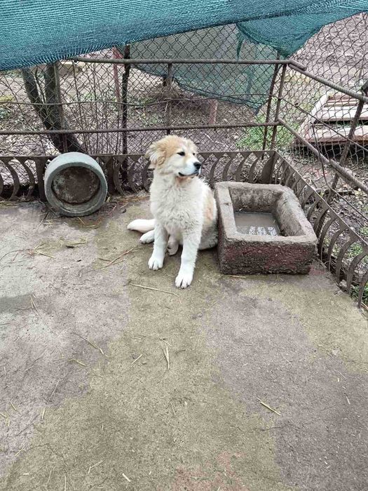 Мъжко и женско - кучета на пет месеца