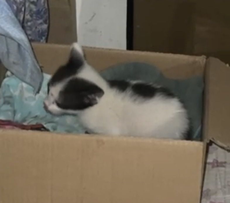 Котенок 1 месяц котенок