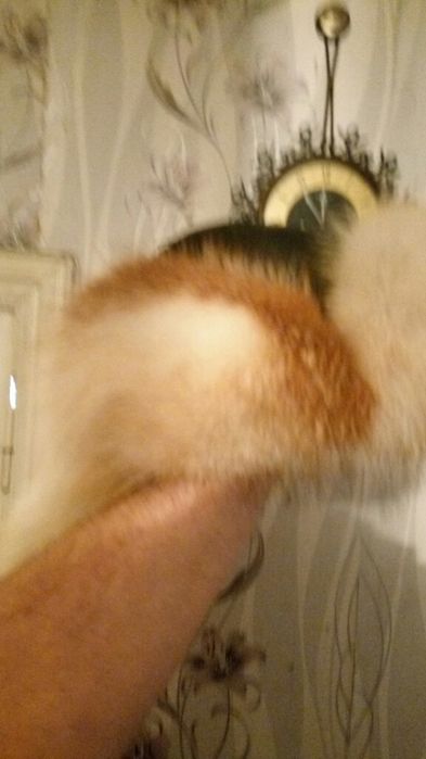 Малахай из меха лисы .