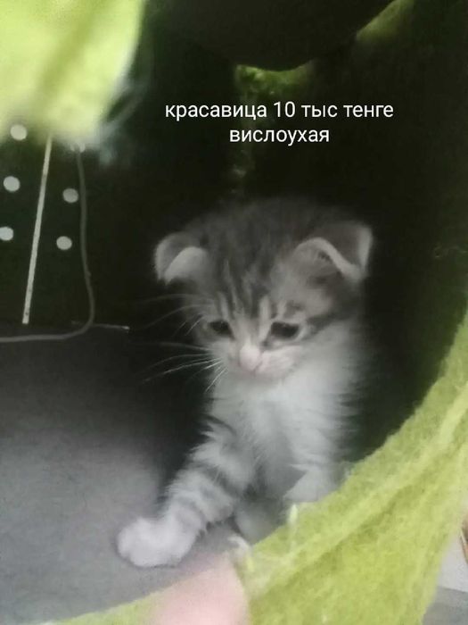 Срочно продается
