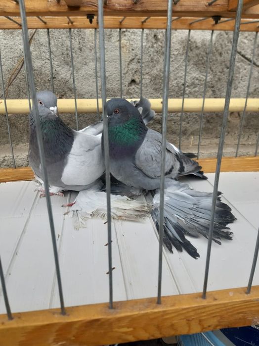 Голуби Голуби  голуби