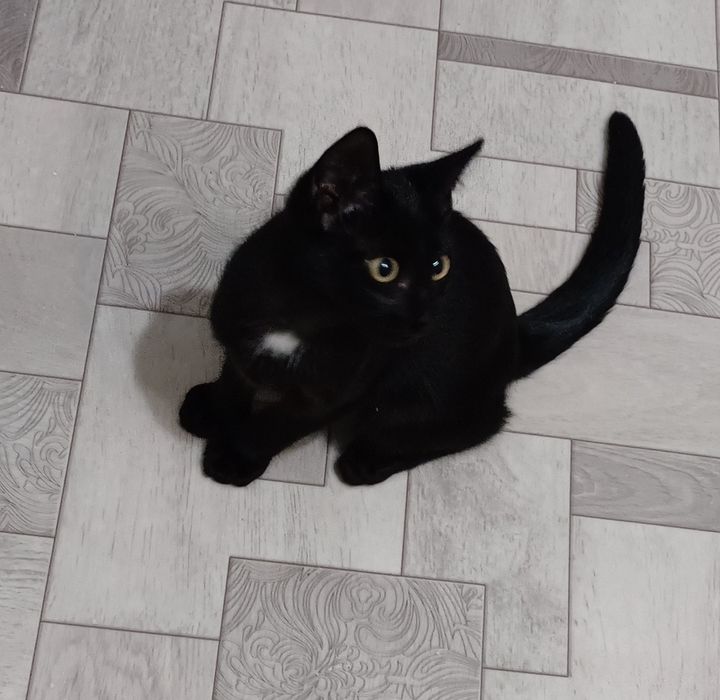 Котенок, 5 месяцев, мальчик!