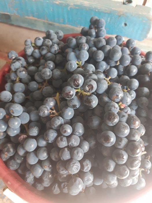 Продам винный виноград