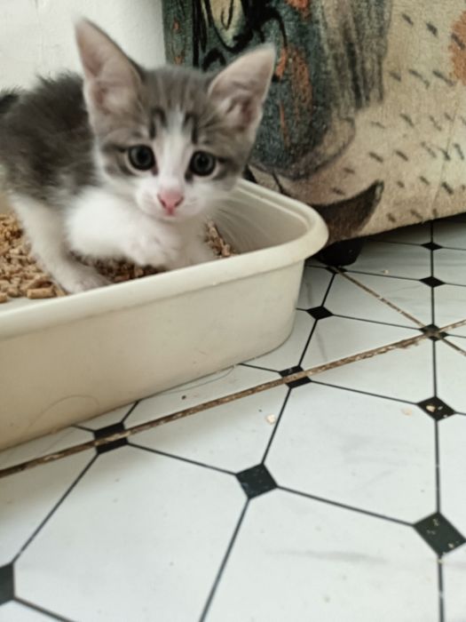 Отдам в хорошие руки