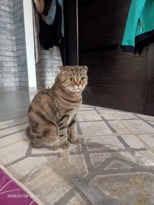 Отдам кошку в добрые руки