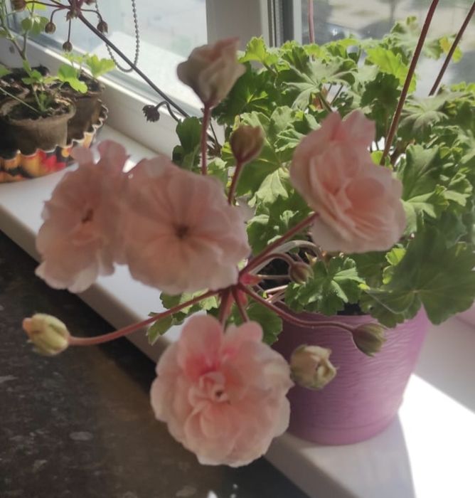 Комнатные растения