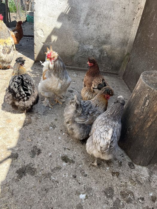 Млади домашни кокошки