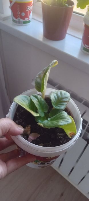 Продам комнатные цветы