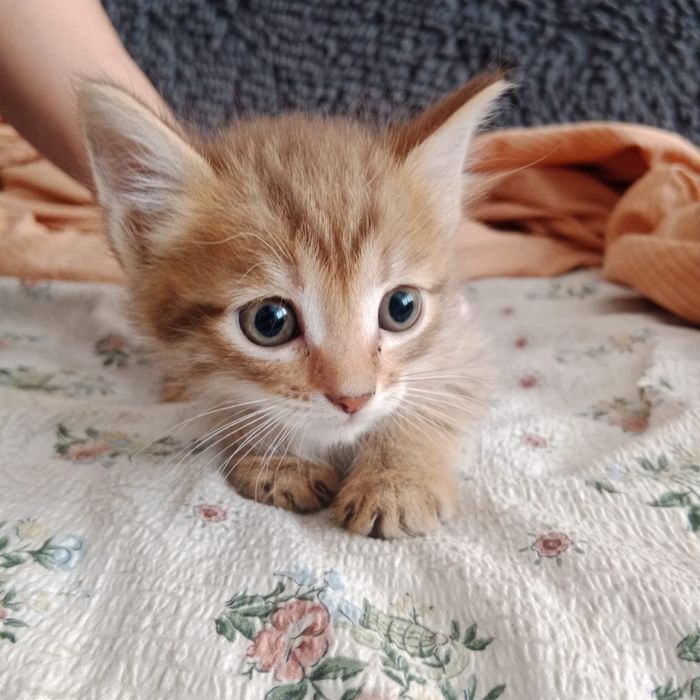 Отдам котят в добрые руки !