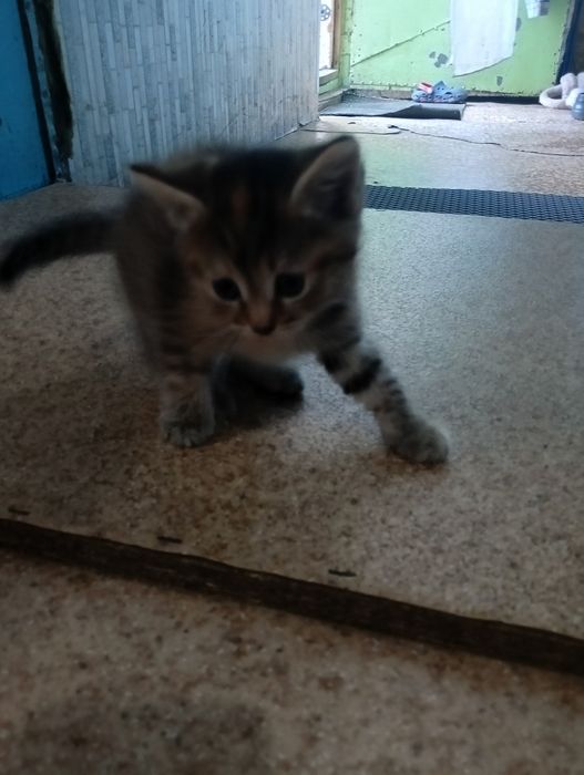 Отдам котят в добрые руки