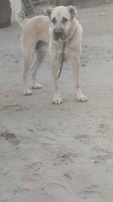 Ит төбет сатылады