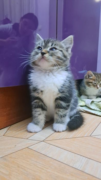 Котенок ищет дом