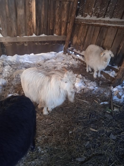 Продам 2 молодых козлика