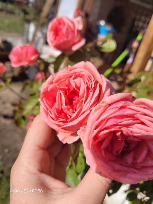 Pruni Stanley, top taste, diverse soiuri de Ciresi pe Gisella livrare