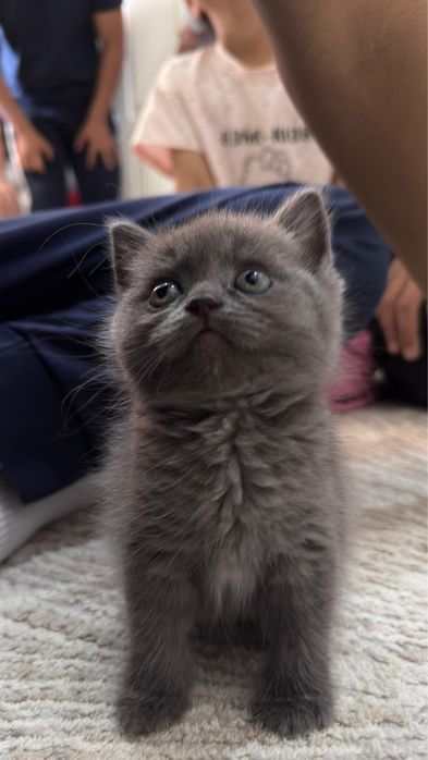 продается котенок