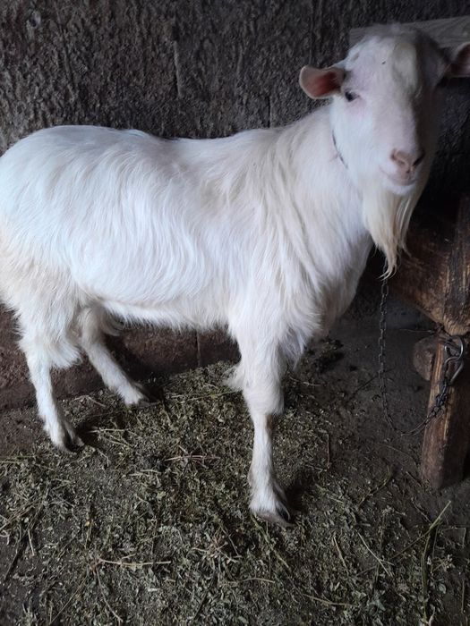 Țap de vânzare foarte bun