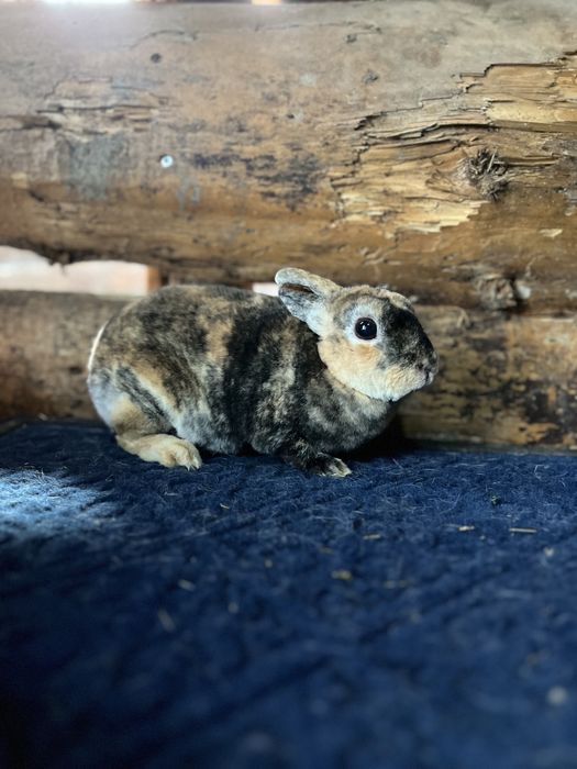 Disponibili iepuri pitici, cap de leu,berbec,rex, pitic olandez