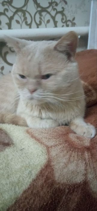 Продаётся породистый кошки