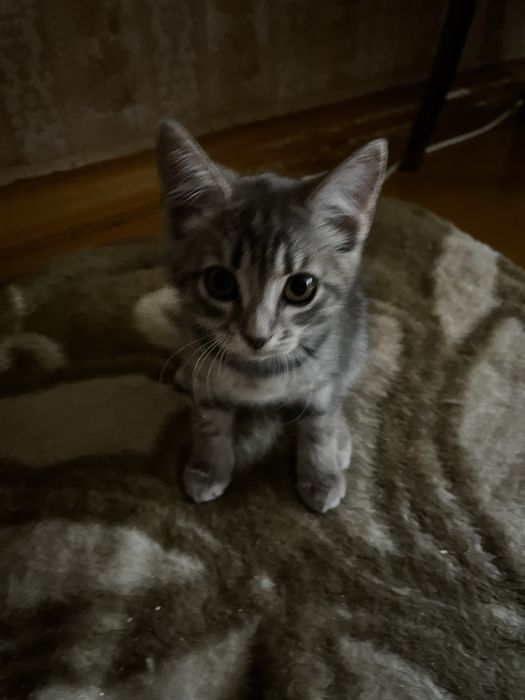 Котенок девочка бесплатно