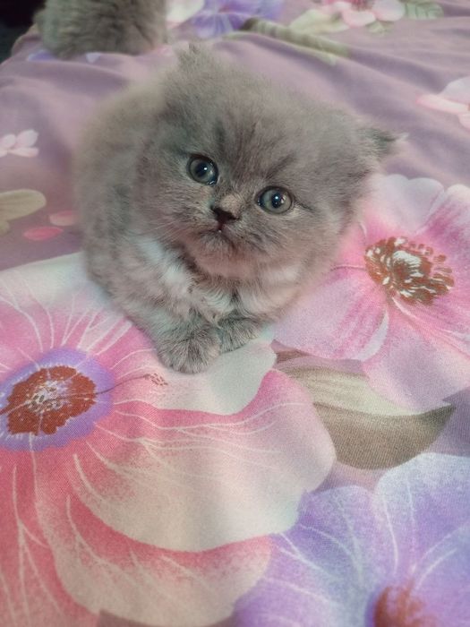 Mushuklar skotish strayt