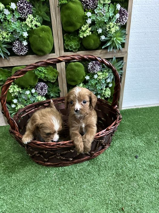 Кавапуу-Той Пудел