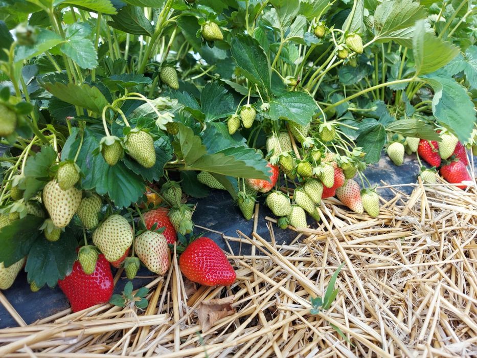 Vindem stoloni capsuni Albion , soi remontant si soiuri anuale Elsanta